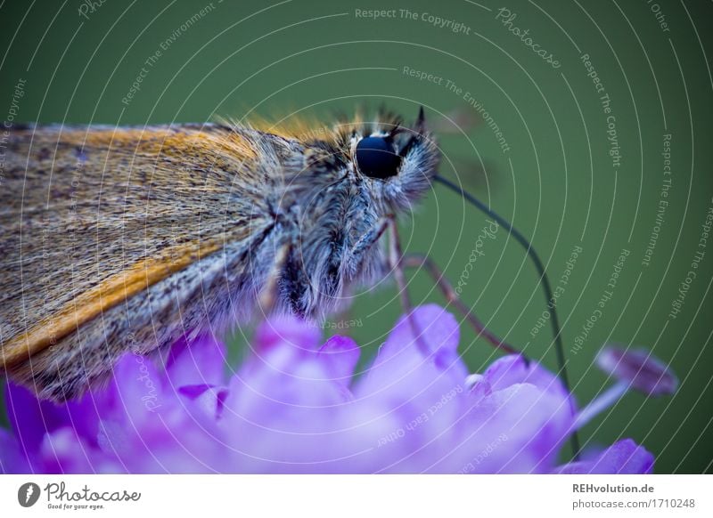 flauschiger | Falter Pflanze Blume Tier Wildtier Schmetterling klein nah natürlich schön grün violett Natur Umwelt Insekt Blüte Rüssel Farbfoto Außenaufnahme