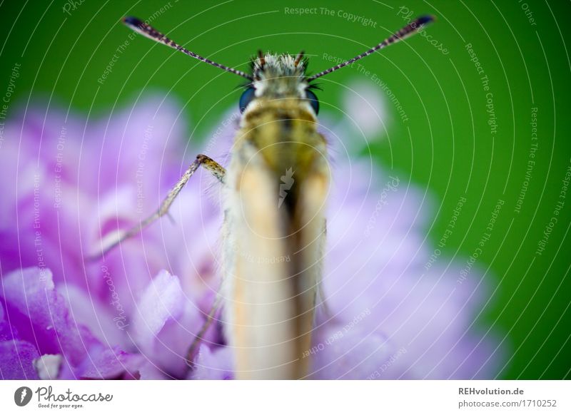 Falter Umwelt Natur Tier Blume Blüte Wildpflanze Wildtier Schmetterling 1 klein grün violett einzigartig Umweltschutz Fühler Insekt Farbfoto Außenaufnahme