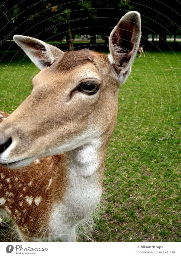 Disney's Bambi II Farbfoto Außenaufnahme Tag Vorderansicht Blick nach vorn Ausflug Umwelt Natur Frühling Baum Gras Park Wiese Klotten Eifel Deutschland Tier