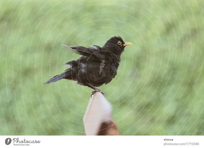 geschüttelt, nicht gerührt! Sträucher Garten Gartenbank Vogel Amsel Feder Schnabel Blick sitzen schön klein lustig Neugier grün schwarz Freude Lebensfreude