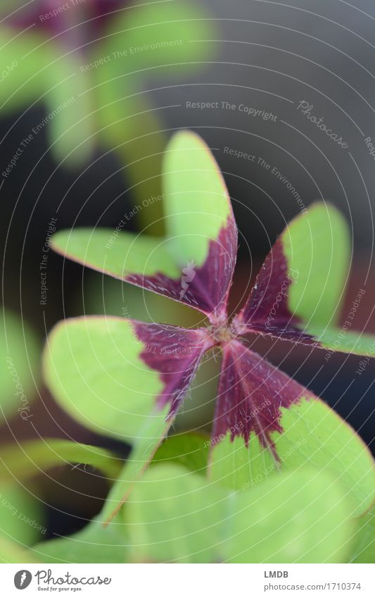 GlüXklee Natur Pflanze Blatt Grünpflanze Garten Wiese Wald Glück gut klein positiv braun grün violett Lebensfreude Frühlingsgefühle Erfolg Schutz einzigartig