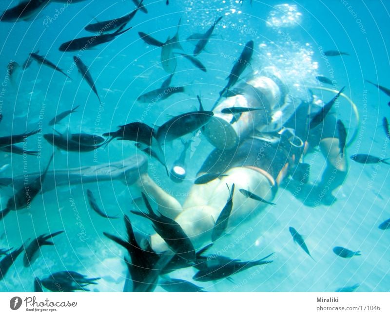 Fischi-Fischi-Fischi Farbfoto Außenaufnahme Unterwasseraufnahme Zentralperspektive Tierporträt Ganzkörperaufnahme Rückansicht Freude Freizeit & Hobby