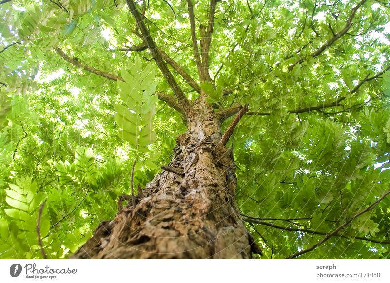 Robinie antik Atmosphäre bark verzweigt Ast Geäst Himmelszelt crown of tree Kruste filigree flora Blatt Wald Wachstum Blätterdach light Natur Vernetzung Pflanze