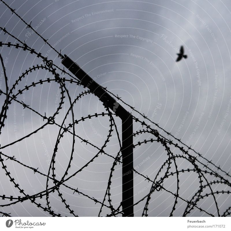 Flug in die Freiheit? Himmel Wolken Mauer Wand Vogel 1 Tier bedrohlich frei Unendlichkeit stachelig Sehnsucht Gewalt Krieg Rettung Trennung Flucht fliegen