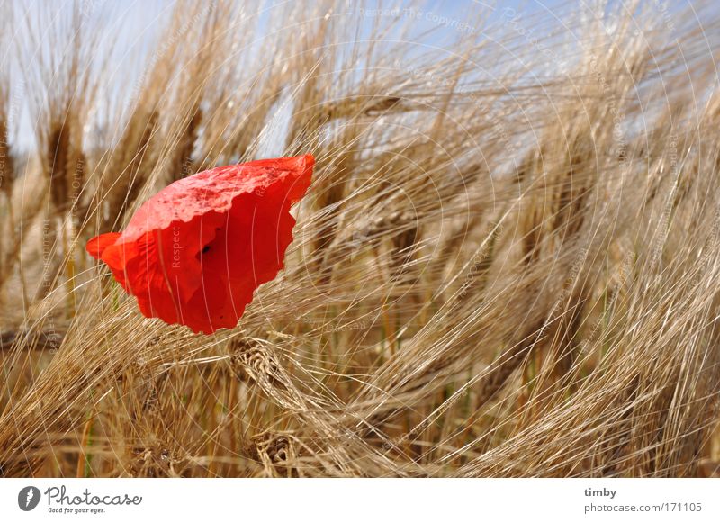 Gerstenfeld mit Mohn Farbfoto Außenaufnahme Tag Sonnenlicht Natur Nutzpflanze Feld