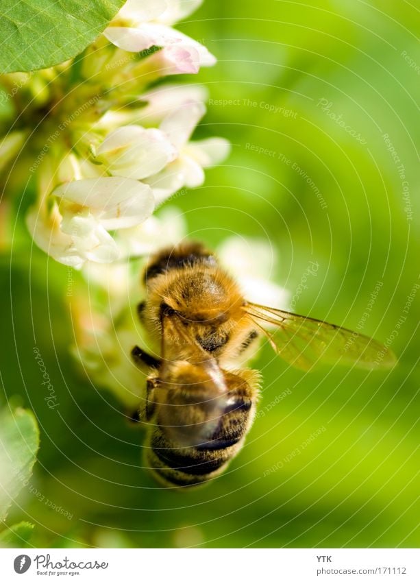 As busy as a bee! Farbfoto Gedeckte Farben Außenaufnahme Makroaufnahme Muster Strukturen & Formen Menschenleer Textfreiraum oben Tag Schatten Kontrast