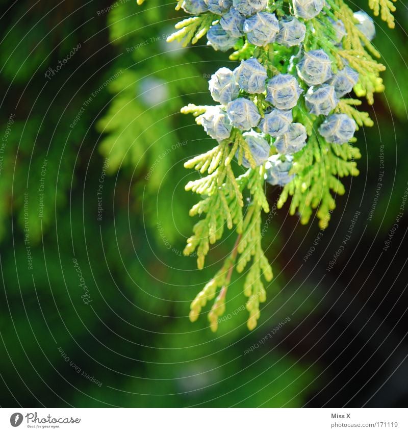 Hecke Farbfoto Außenaufnahme Detailaufnahme Makroaufnahme Menschenleer Schwache Tiefenschärfe Umwelt Natur Pflanze Baum Sträucher Park Wachstum stachelig grün