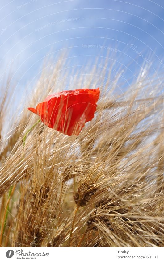 Gerstenfeld mit Mohn II Farbfoto Außenaufnahme Tag Blühend natürlich rot Sommer Natur