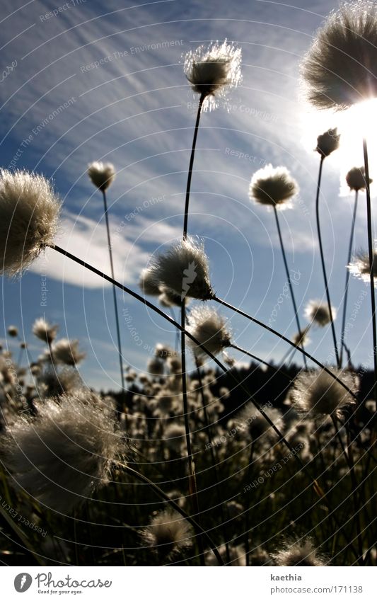 puschelgestöber Umwelt Natur Pflanze Himmel Sonne Sommer Schönes Wetter Sträucher Wildpflanze wollpflanze Wiese Bewegung Blühend leuchten ästhetisch