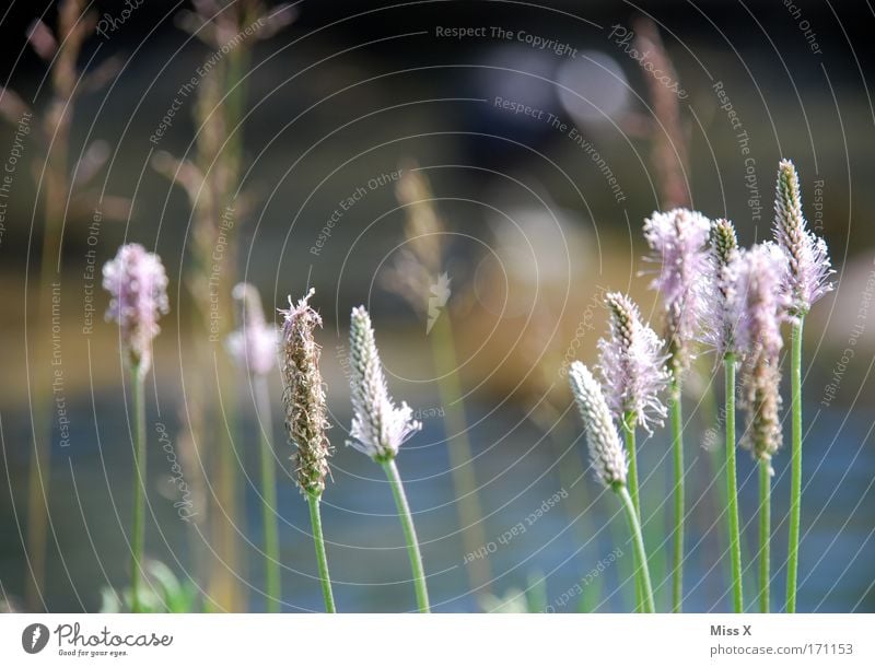 Spitzwegerich Farbfoto Außenaufnahme Nahaufnahme Menschenleer Schwache Tiefenschärfe Gesundheit Umwelt Natur Pflanze Gras Blüte Wildpflanze Park Wiese Feld