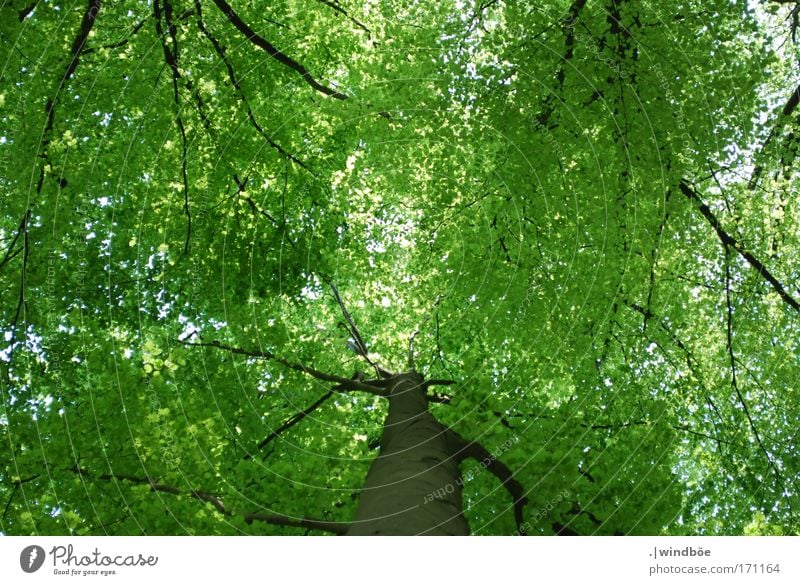 Blätterdach Farbfoto Außenaufnahme Menschenleer Tag Froschperspektive Blick nach oben Umwelt Natur Luft Frühling Schönes Wetter Baum Blatt Grünpflanze Wald