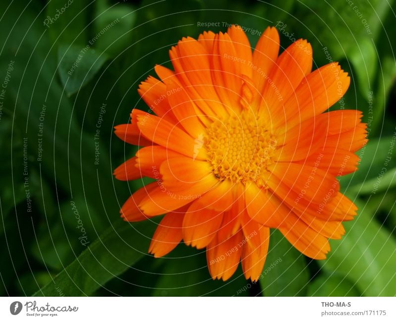 Orange Sommer Sonne Garten Gartenarbeit Umwelt Natur Pflanze Blume Blatt Blüte Ringelblume Park Blühend Duft verblüht natürlich mehrfarbig grün Freude Romantik