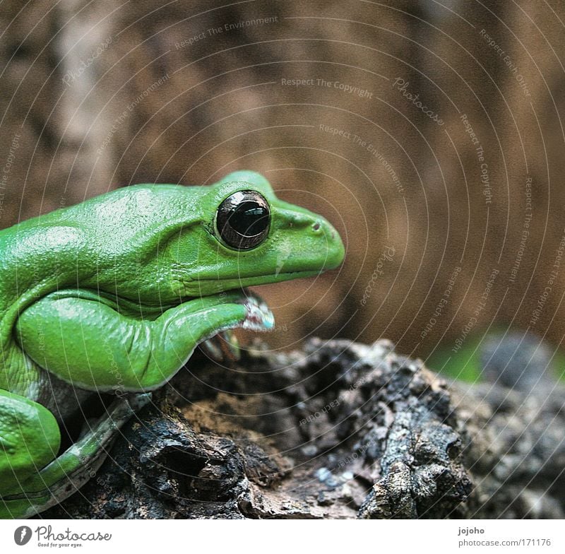 Knallfrosch Farbfoto mehrfarbig Außenaufnahme Nahaufnahme Detailaufnahme Textfreiraum rechts Textfreiraum oben Hintergrund neutral Tag Kunstlicht Kontrast