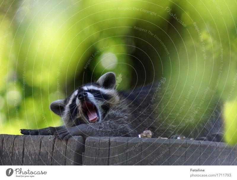 Uuuuaaaaaaahhhhhhhh!!! Umwelt Natur Pflanze Tier Sommer Schönes Wetter Baum Blatt Wildtier Tiergesicht Fell 1 frei hell nah natürlich niedlich weich grau grün