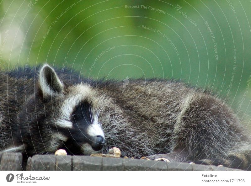 Gute Nacht! Umwelt Natur Pflanze Tier Sommer Baum Tiergesicht Fell 1 hell nah natürlich wild weich grau grün Müdigkeit schlafen Ohr Schnauze Waschbär Baumstamm