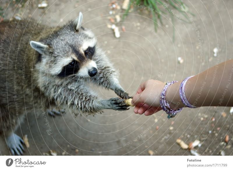 Lass uns teilen! Mensch Mädchen Junge Frau Jugendliche Erwachsene Haut Arme Hand Finger Umwelt Natur Pflanze Tier Urelemente Erde Sand Gras Wiese Wildtier