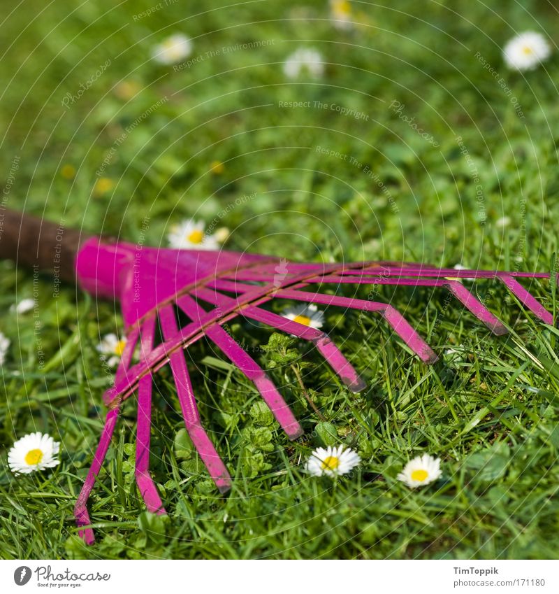 Zeigen, was ne Harke ist Pflanze Blume Gras Grünpflanze Gartenbau Gartenarbeit Gänseblümchen Wiese Arbeit & Erwerbstätigkeit Kitsch Sommer Sonnenlicht