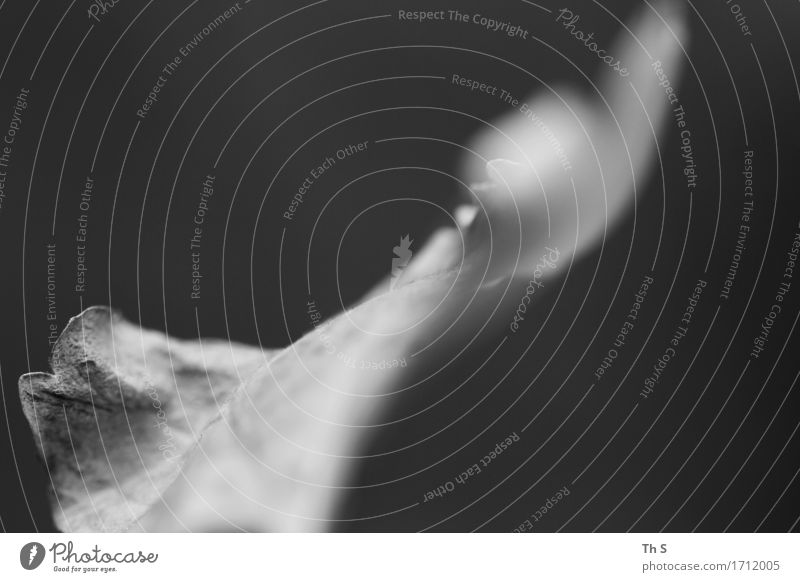 Blatt Natur Pflanze Frühling Sommer Bewegung ästhetisch authentisch einfach elegant natürlich grau schwarz Gelassenheit geduldig ruhig einzigartig harmonisch