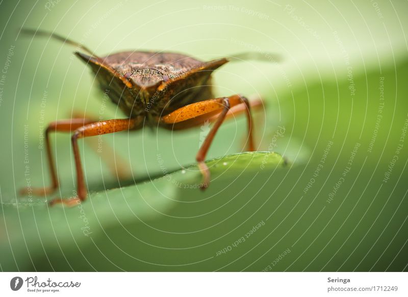 Verwanzte Wanze Natur Pflanze Tier Blatt Park Wiese Feld Wald Wildtier Käfer Tiergesicht Flügel 1 krabbeln Insekt Farbfoto Gedeckte Farben mehrfarbig