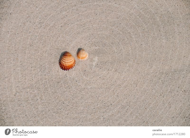 zweisamkeit Sommer maritim Muschel 2 Zusammensein Paar Strand Strandspaziergang Strandgut Mittelmeer Ferien & Urlaub & Reisen Souvenir Meeresfrüchte