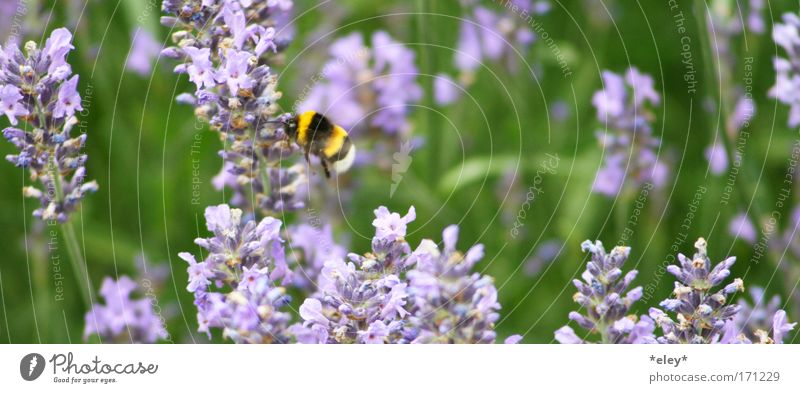 bumblebee. Farbfoto Außenaufnahme Tag Tierporträt Sommer Arbeit & Erwerbstätigkeit Natur Landschaft Pflanze Frühling Blume Gras Blüte Wiese Wildtier Flügel Duft