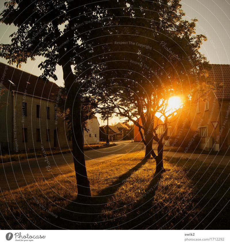 Abendfrieden Umwelt Natur Wolkenloser Himmel Sommer Klima Schönes Wetter Baum Gras Ast Dorf bevölkert Haus Platz Fassade Fenster Tür Dach Straße Kurve leuchten