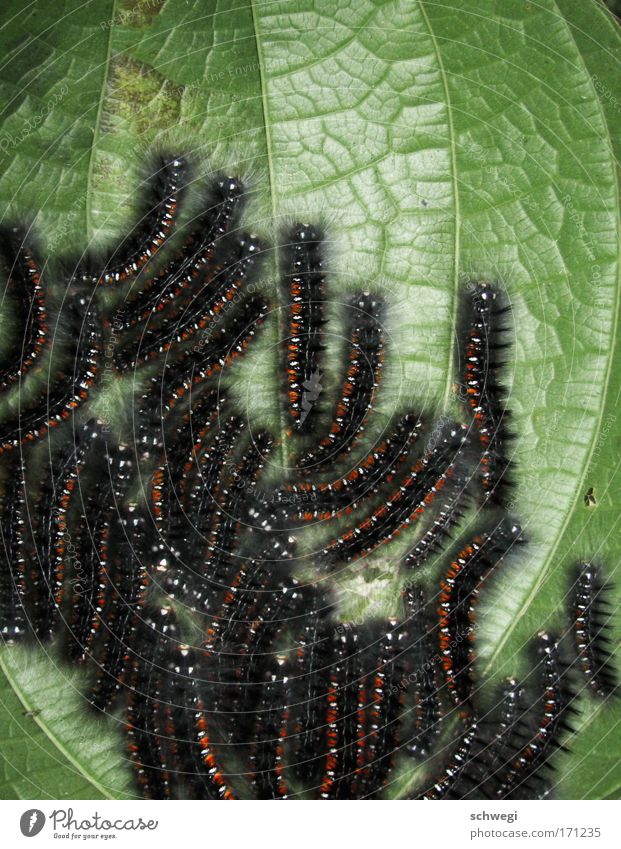 Wuseln mit Ordnung Farbfoto Außenaufnahme Detailaufnahme Menschenleer Tag Natur Pflanze Blatt Urwald Raupe Horde Tier Insekt Schmetterling Beine Tiergruppe