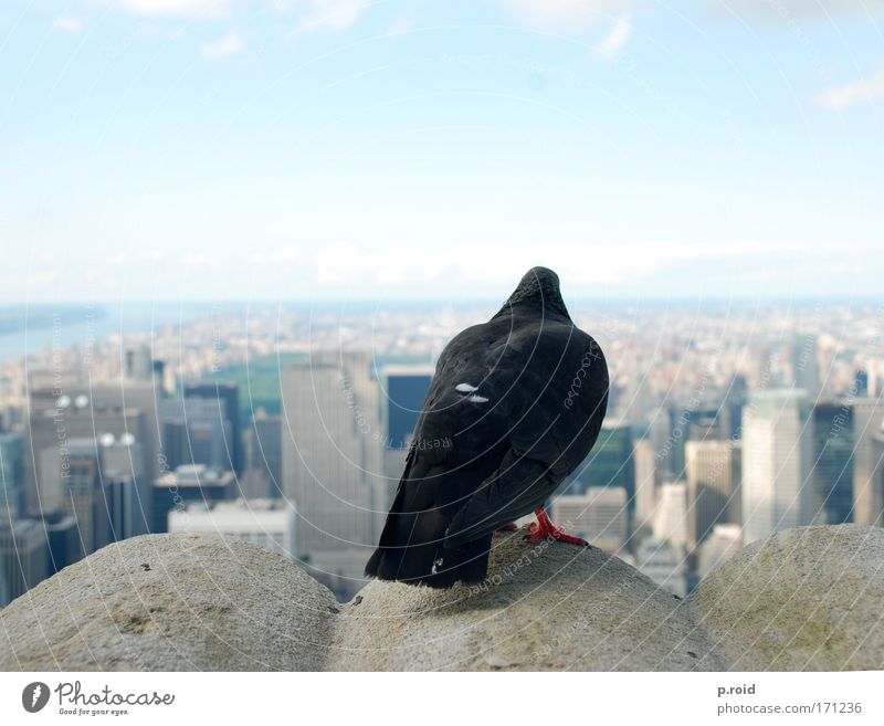 20 Dollar Farbfoto Außenaufnahme Tag Zentralperspektive New York City USA Amerika Haus Hochhaus Bankgebäude Turm Bauwerk Gebäude Dach Schornstein