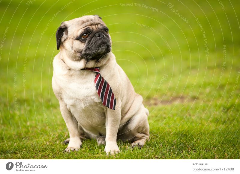 Mops mit Schlips Hochzeit Haustier Hund 1 Tier beobachten Blick sitzen Coolness trendy grün Gelassenheit geduldig ruhig Weisheit Langeweile Verachtung