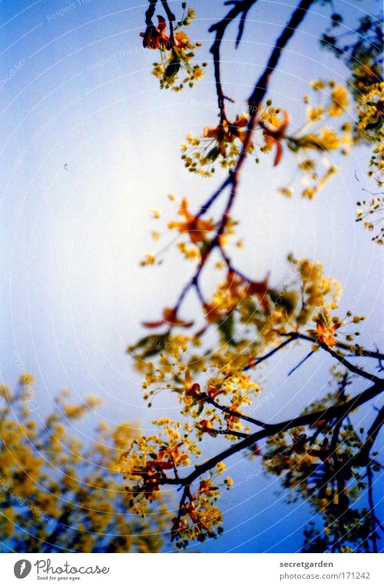 golden summer. Farbfoto mehrfarbig Außenaufnahme Nahaufnahme Detailaufnahme Lomografie Holga Menschenleer Morgen Morgendämmerung Tag Sonnenlicht Sonnenstrahlen