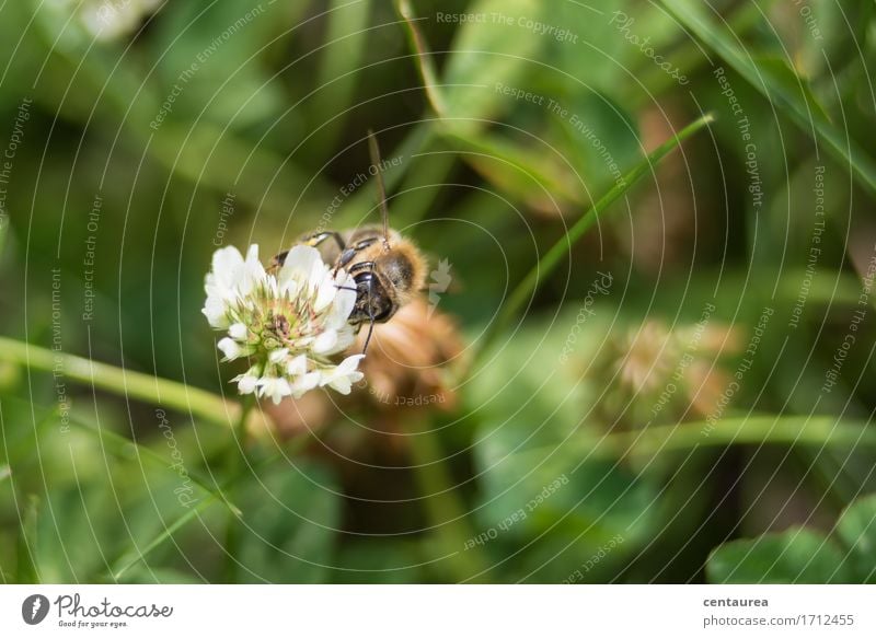 Bestäuber Umwelt Natur Landschaft Pflanze Tier Erde Sommer Schönes Wetter Gras Blüte Wildpflanze Garten Wiese Nutztier Wildtier Biene Flügel 1