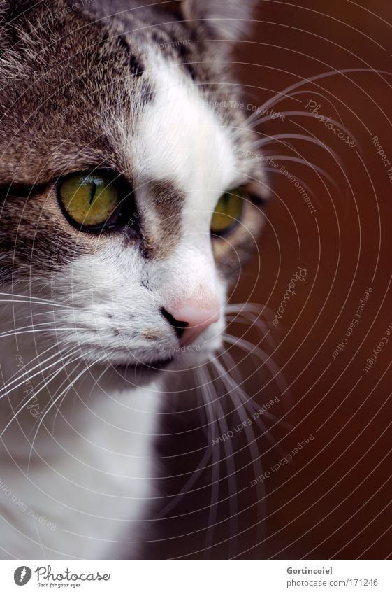 In these eyes Farbfoto Außenaufnahme Nahaufnahme Tierporträt Haustier Katze Tiergesicht Fell Auge Ohr Schnauze Maul Geruch europäisch kurzhaar Hauskatze