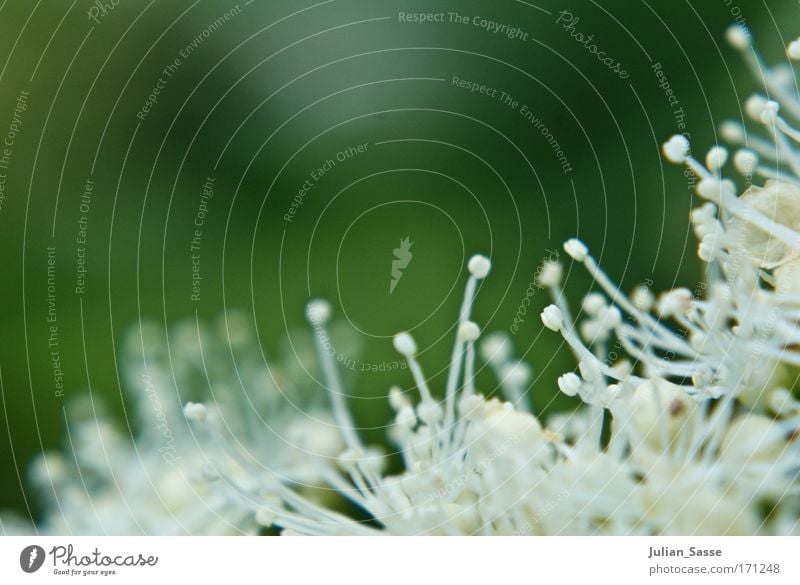 Der Frühling ist noch nicht vorbei Farbfoto Gedeckte Farben Detailaufnahme Makroaufnahme Unschärfe Schwache Tiefenschärfe Umwelt Natur Pflanze Blume Blüte