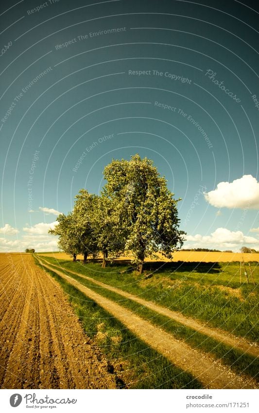 Apfelblüte VI Farbfoto Außenaufnahme Experiment Menschenleer Tag Starke Tiefenschärfe Zentralperspektive Weitwinkel Umwelt Natur Landschaft Erde Wolken Frühling