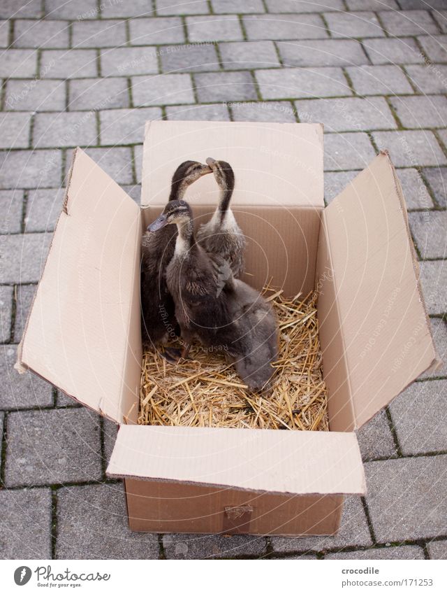 Quak quak quak... Farbfoto Außenaufnahme Menschenleer Tag Schwache Tiefenschärfe Vogelperspektive Totale Tier Haustier Nutztier Flügel Ente 4 Tiergruppe Schwarm