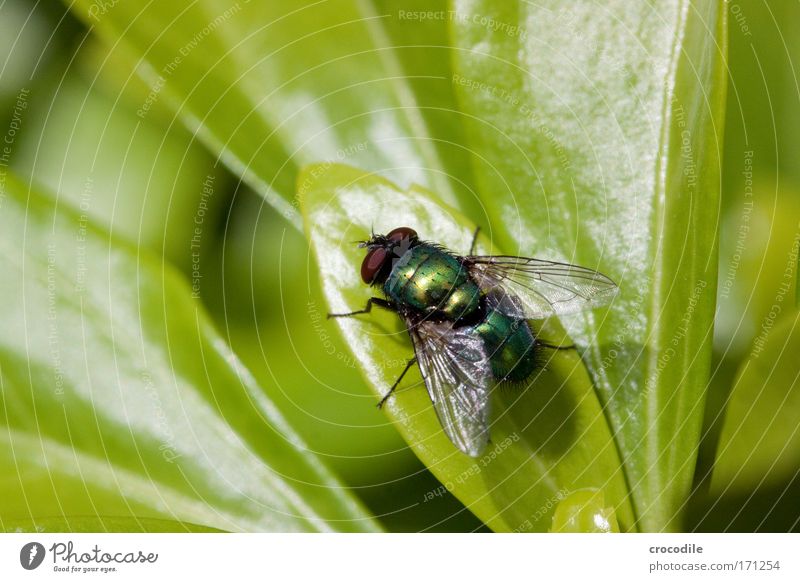 Fliege Farbfoto mehrfarbig Nahaufnahme Detailaufnahme Makroaufnahme Tag Schwache Tiefenschärfe Umwelt Natur Landschaft Pflanze Tier Sommer Grünpflanze Wildtier