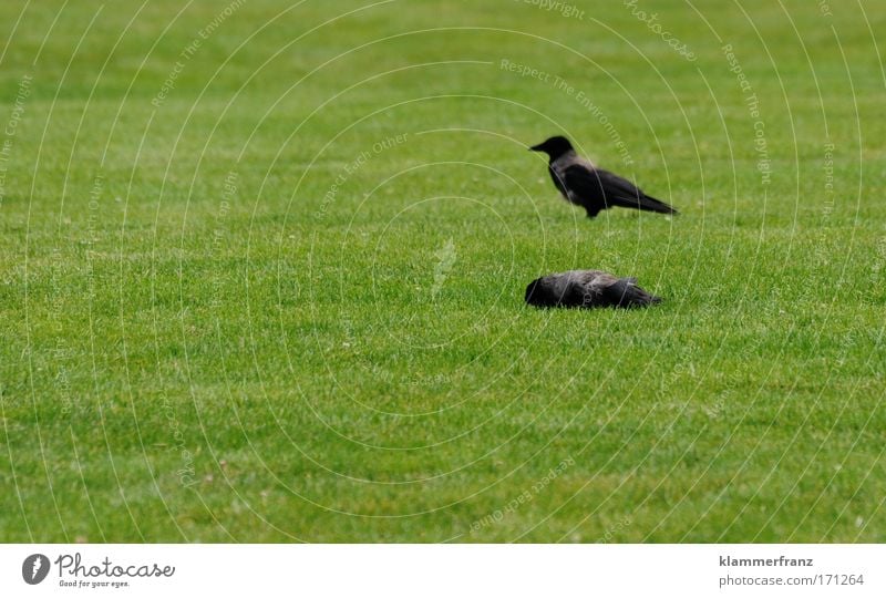 Flach gelegt Farbfoto Trauerfeier Beerdigung Natur Pflanze Tier Gras Garten Park Wiese Wildtier Totes Tier Vogel 2 Tierpaar beobachten Zusammensein schlafen