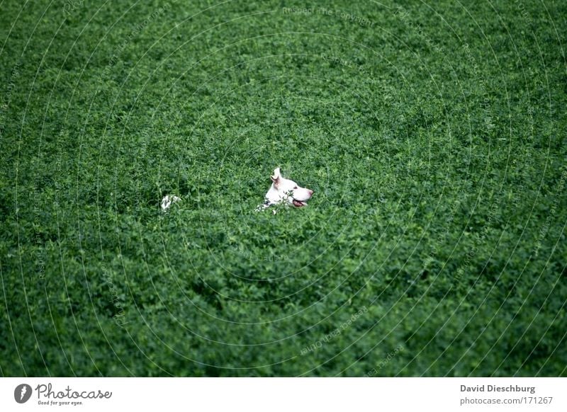 Wo ist das Stöckchen? Farbfoto Außenaufnahme Strukturen & Formen Tag Kontrast Zentralperspektive Wegsehen Natur Landschaft Pflanze Tier Sträucher Grünpflanze