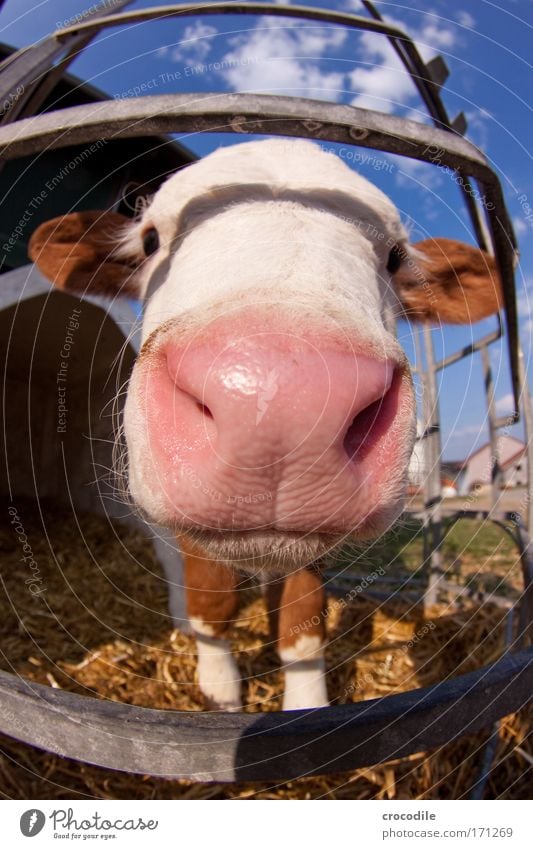 Neugierde Farbfoto mehrfarbig Außenaufnahme Nahaufnahme Experiment Menschenleer Textfreiraum oben Textfreiraum unten Tag Starke Tiefenschärfe Fischauge