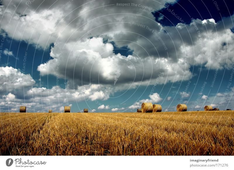 ernte mehrfarbig Außenaufnahme Menschenleer Tag Starke Tiefenschärfe Zentralperspektive Natur Landschaft Himmel Wolken Gewitterwolken Sommer Herbst