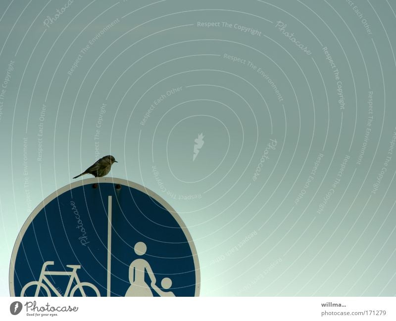 Entscheidungsnot Sperling Spatz Verkehrszeichen Verkehrsschild Fahrradweg Fußweg Fußgänger Verkehrswege Zeichen Schilder & Markierungen Mobilität Pause waiting