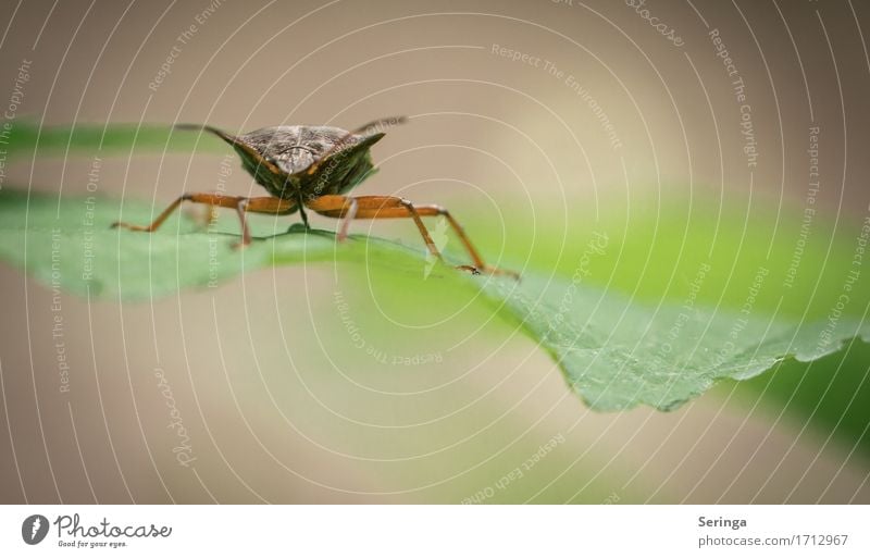 Dragon Pflanze Tier Frühling Sommer Sträucher Blatt Park Wald Wildtier Käfer Tiergesicht Flügel 1 fliegen Wanze Beerenwanze Insekt Farbfoto mehrfarbig