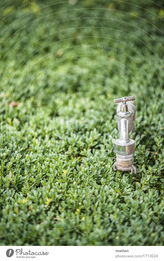 An der Quelle Pflanze Sträucher Blatt Sauberkeit grün silber Wasserhahn Hecke verstecken Schlauchanschluss geschlossen Farbfoto Außenaufnahme Muster