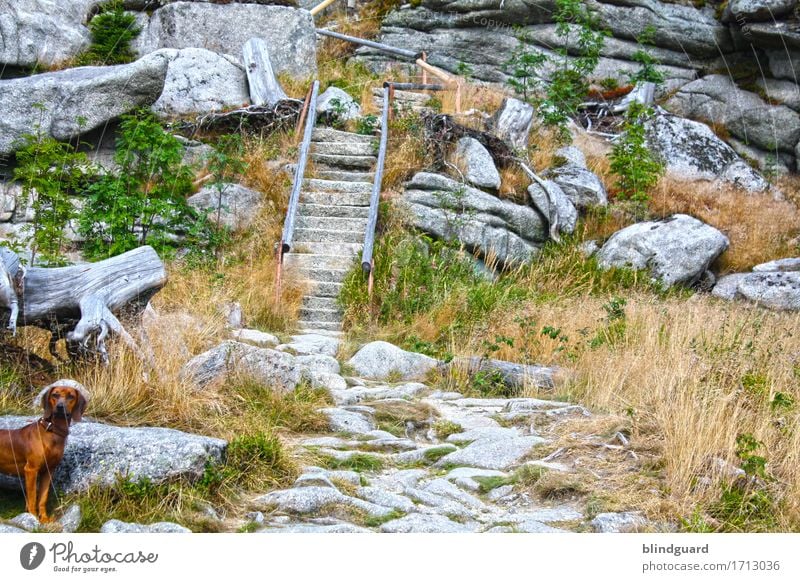 Who Let The Dogs Out | Running Up that Hill Ferien & Urlaub & Reisen Tourismus Ausflug Abenteuer Sommer Sommerurlaub Berge u. Gebirge wandern Umwelt Natur