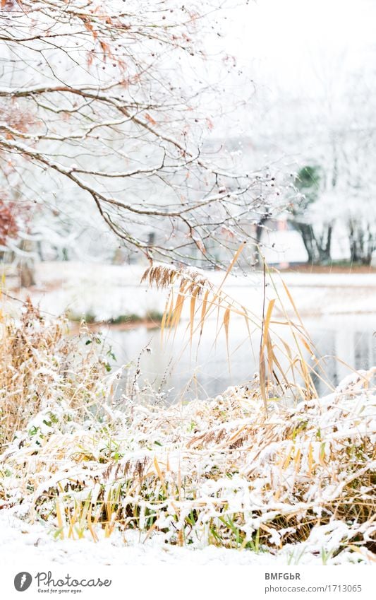 Winterzeit Umwelt Natur Landschaft Pflanze Herbst Eis Frost Schnee Baum Gras Sträucher Schilfrohr Garten Park Küste Moor Sumpf Teich See authentisch schön weiß