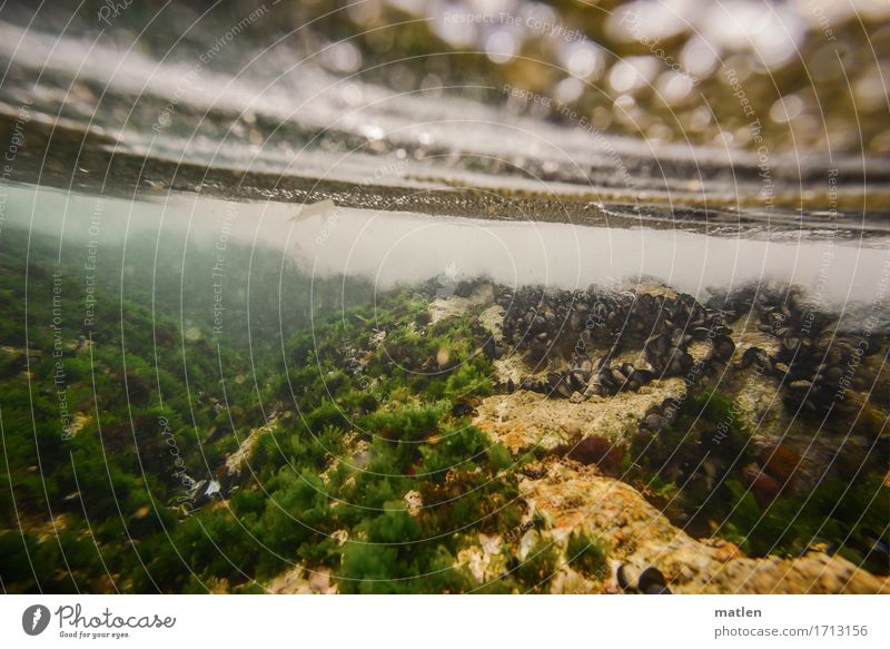 Muschelbank Natur Landschaft Pflanze Tier Sommer tauchen kalt braun gelb grau grün schwarz weiß Klarheit Algen Brandung sprudelnd Farbfoto Außenaufnahme