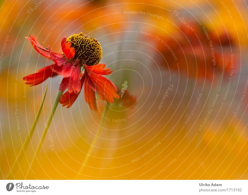 Rote Sonnenbraut Natur Pflanze Sommer Blume Topfpflanze Beet Blütenstauden winterfest mehrfarbig Helenium Garten Park Blühend frisch schön Wärme wild weich gelb