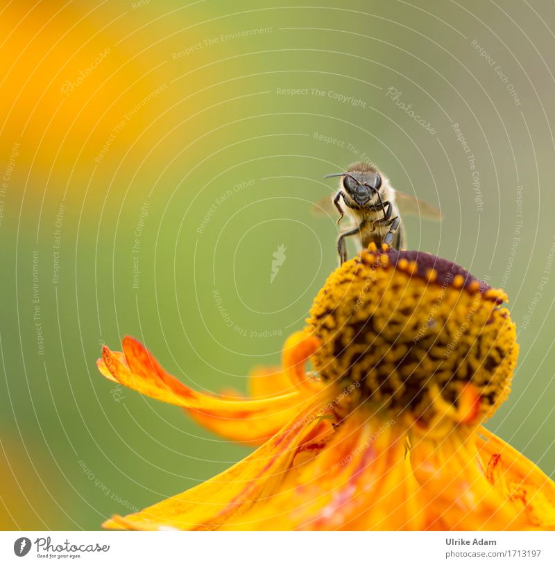 Hallo! Natur Tier Sommer Herbst Schönes Wetter Pflanze Blume Blüte Sonnenbraut Beet Garten Park Wildtier Biene Insekt 1 Arbeit & Erwerbstätigkeit beobachten