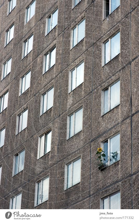 Blume am Fenster Farbfoto Außenaufnahme Menschenleer Starke Tiefenschärfe Totale Häusliches Leben Ghetto Individualist Sonnenblume Hochhaus Fassade Stadt Tag