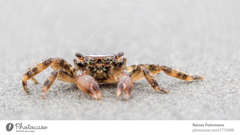 Strandkrabbe Natur Tier Sand Küste "Krabbe Strandkrabbe" 1 beobachten krabbeln Blick außergewöhnlich gruselig Farbfoto Außenaufnahme Detailaufnahme